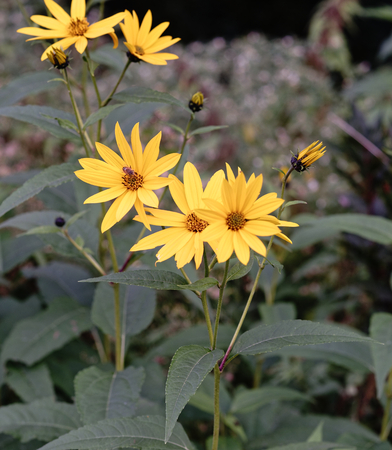 flowers of tobinambur in a meadow in la speiza