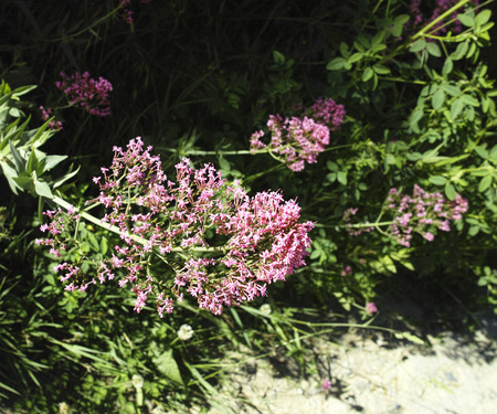 plant of centranthus in a meadow in la speziaの写真素材