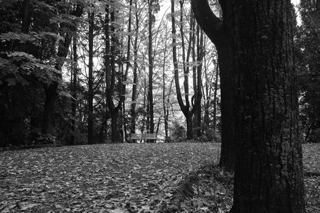 photo of autumn foliage and tree in italian appenninoの写真素材