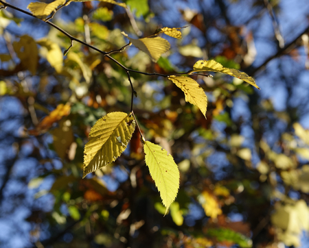 Autumn foliage and tree