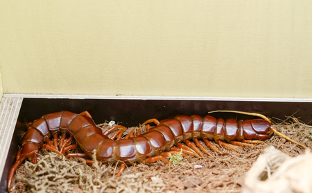 detail of a scolopendra gigantea in a museum