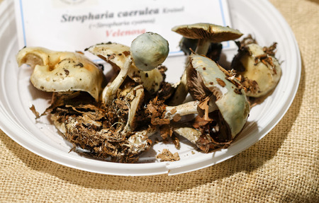 detail of Stropharia caerulea in a museum