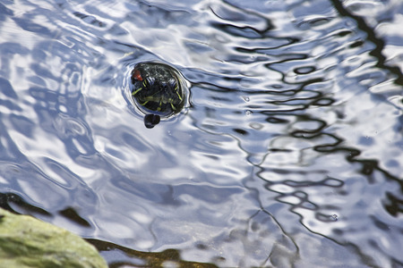 turtle in a little lake in a park