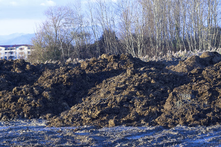 detail of manure in a meadow in la speziaの写真素材