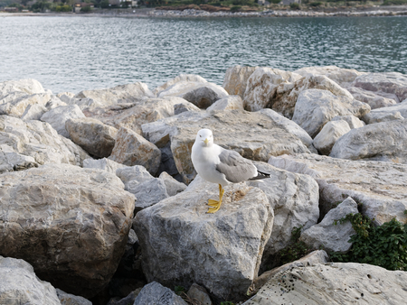 detail of a sea gull on top a rock in italyの写真素材