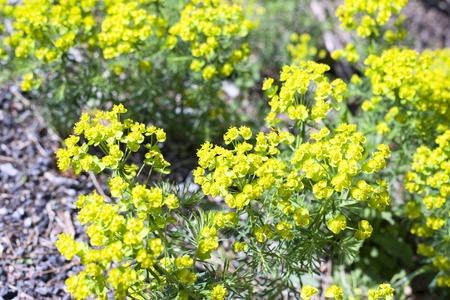 flowers of eufhorbia in a meadow in italy