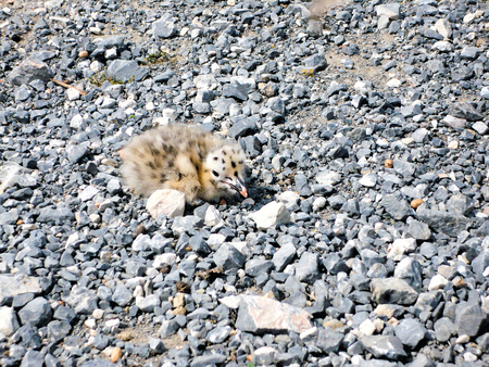 chick seagulls sitting on the rocks in palmaria islandの写真素材