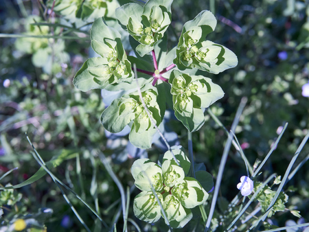 flowers of eufhorbia in a meadow in italy