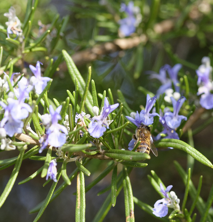 detail of a bee on top a rosemary flower in italyの写真素材