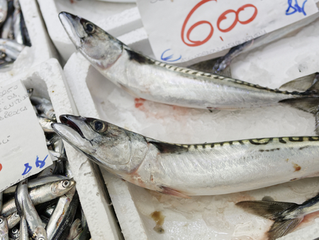 detail of Fresh horse mackerel in a market