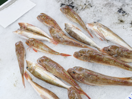 Variety of fresh raw red gurnards fishes on ice in italyの写真素材