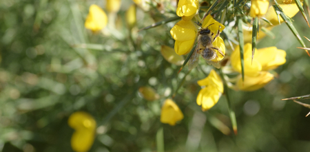 detail of a bee on top a calicatome  flower in italy