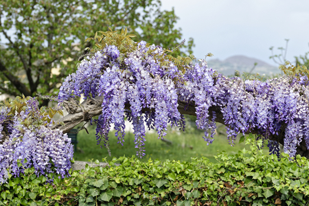 detail of Wisteria Wistaria flowering in a gardenの写真素材