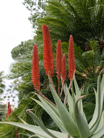 detail of aloe flowers in a botanic parkの写真素材