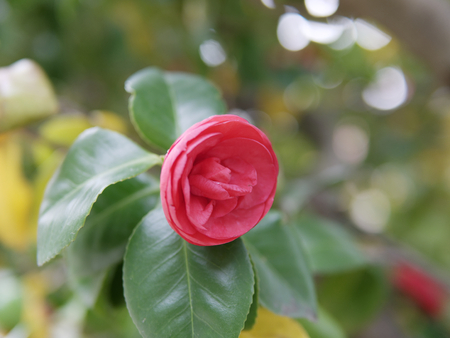 detail of camelia flower in a meadow in italyの写真素材