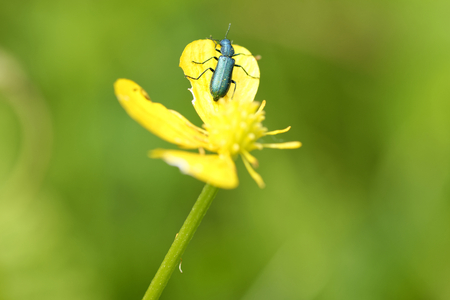 detail of green beetle in a meadowの写真素材