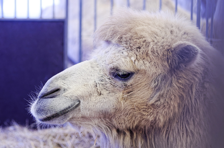 Camels held in captivity in a cage in a zooの写真素材