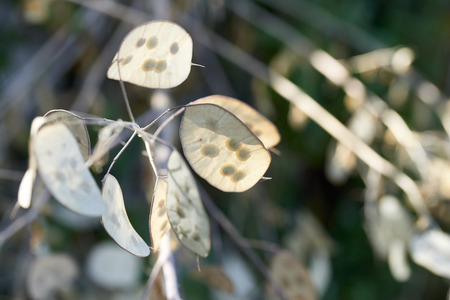 detail of lunaria's flower in a maedowの写真素材