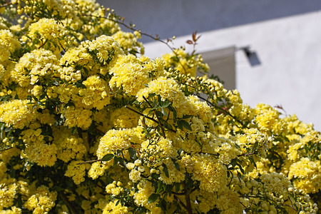 detail of yellow rose in a garden , la speziaの写真素材