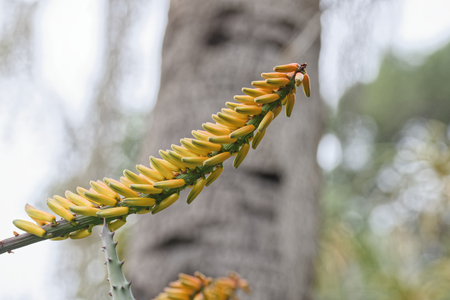 detail of aloe flowers in a botanic park の写真素材