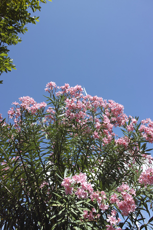 detail of pink oleander in a gardenの写真素材