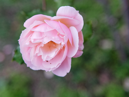 detail of pink rose in a garden in la speziaの写真素材