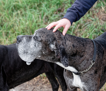 A  Great Dane dog in italyの写真素材