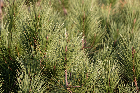 detail of pine tree in a meadow 