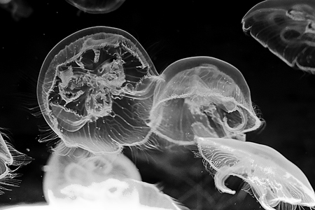 detail of jellyfish in aquarium in italyの写真素材