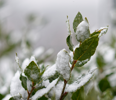 Green bay leaf growing in nature, spice ingridient background under the snow in italyの写真素材