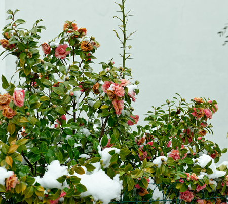 detail of rose covered by snow in a gardenの写真素材