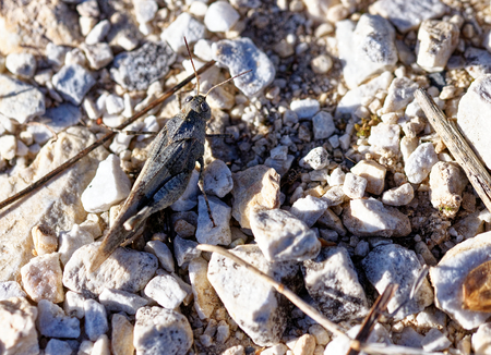 detail of grasshoper in a meadowの写真素材
