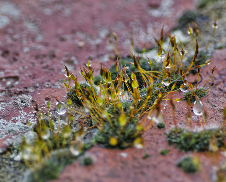 detail of a moss on top a rock in la spezia