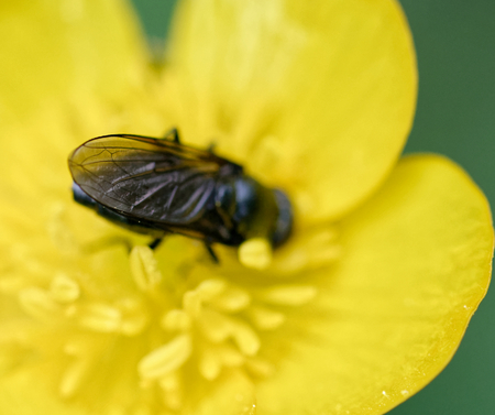 detail of fly wing on top a yellow flower in a meadow