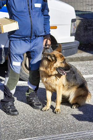 very nice view of rescue dogの写真素材