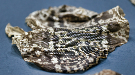 Chameleon lizard skin pattern
