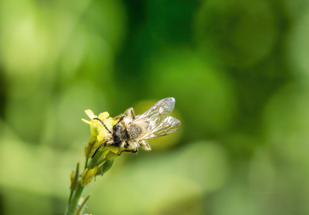detail of a bee on top a rosemary flower in italy