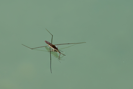 Common Pond Skater in a lake
