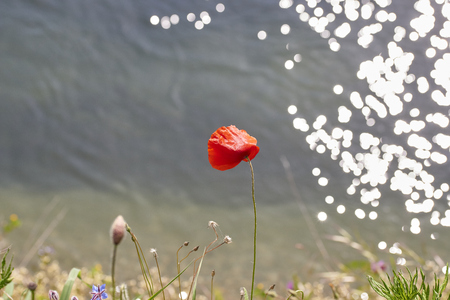 poppie in a meadow in la speziaの写真素材