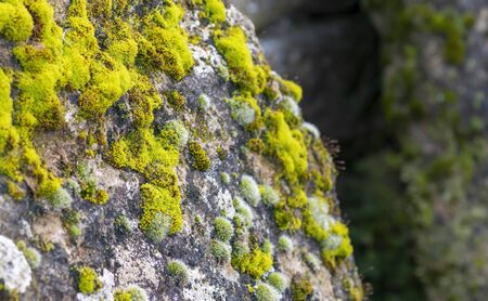 moss on top a rock in a gardenの写真素材