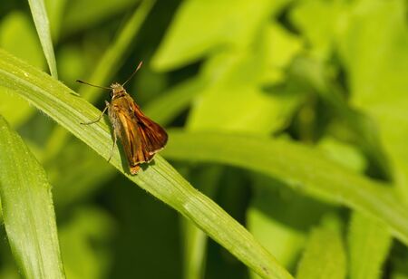 detail of skipper butterfly on top a leaf