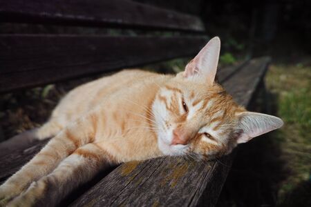 detail of a cat sleeping on top a wooden benchの写真素材