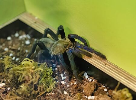 detail of haplopelma lividum in a natural museumの写真素材