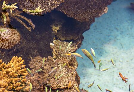 very nice view of tropical lagoon with fishの写真素材