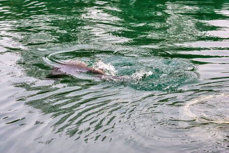 fishing sturgeon in a little lakeの写真素材
