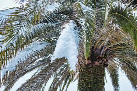 palm leaf under the snow in winter timeの写真素材