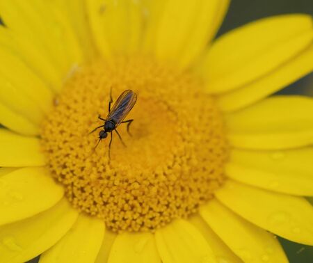 Dipterous. Fly species photographed in their natural environment.