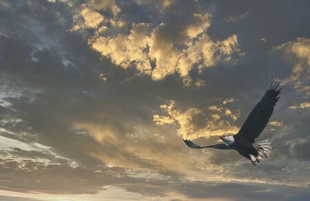 eagle against cloudy sky in summer timeの写真素材