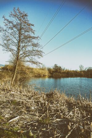 very nice picture of bozzi saudini big swamp in sarzana near la speziaの写真素材