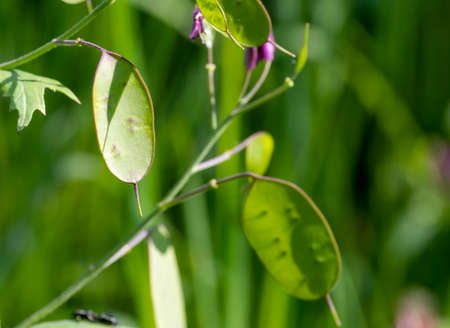 detail of lunaria's flower in a maedowの写真素材